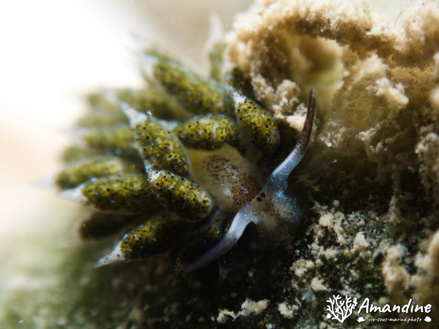 Costasiella vegae