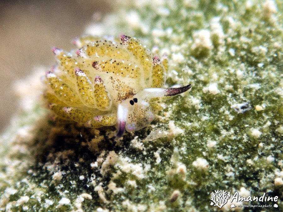 Costasiella sp3