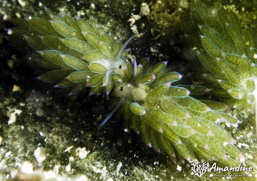 Costasiella sp1