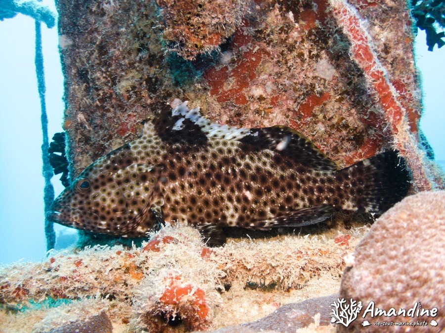 Epinephelus maculatus