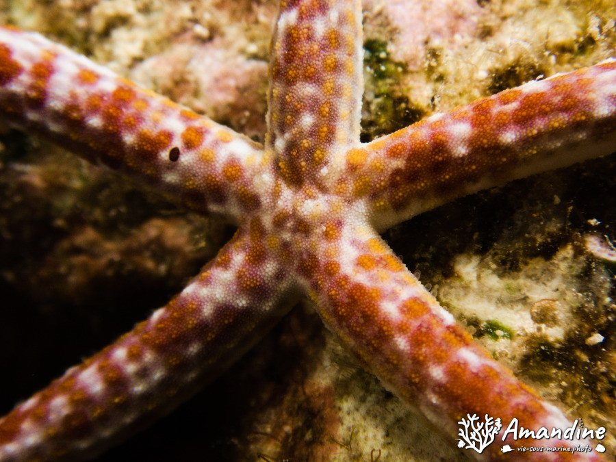 Linckia Multifora