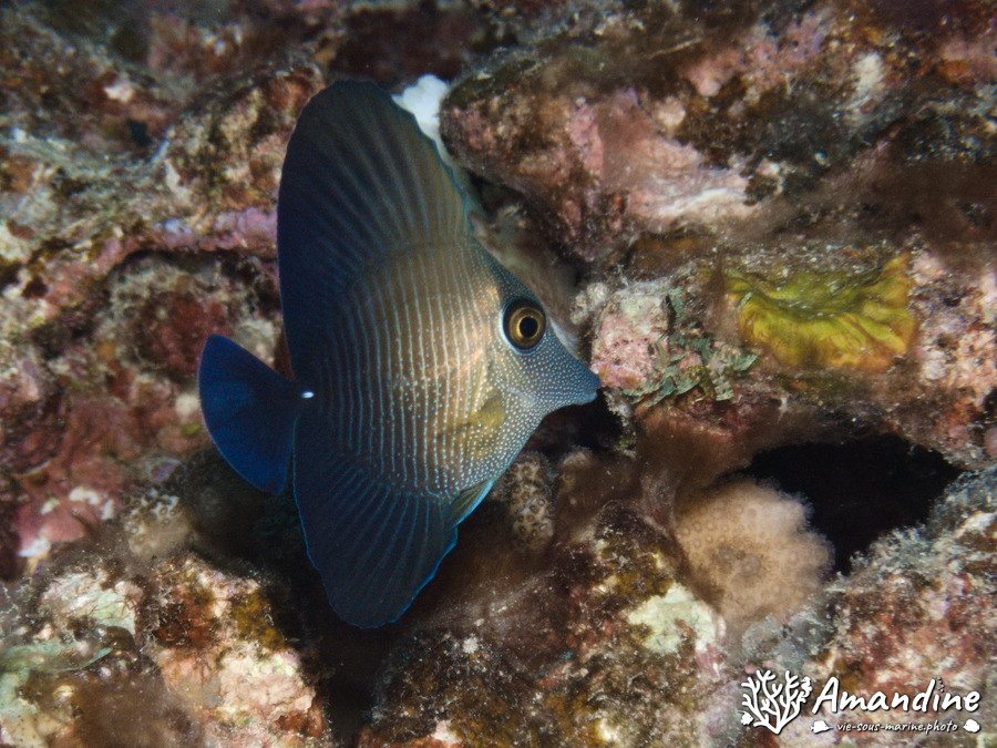 Zebrasoma scopas