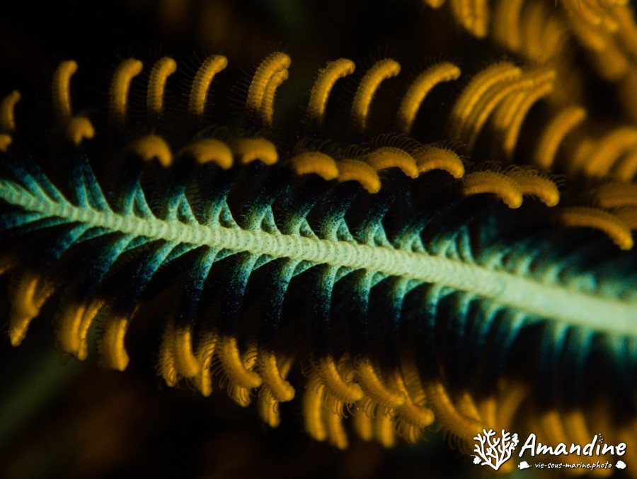 Anneissia (Oxycomanthus) bennetti