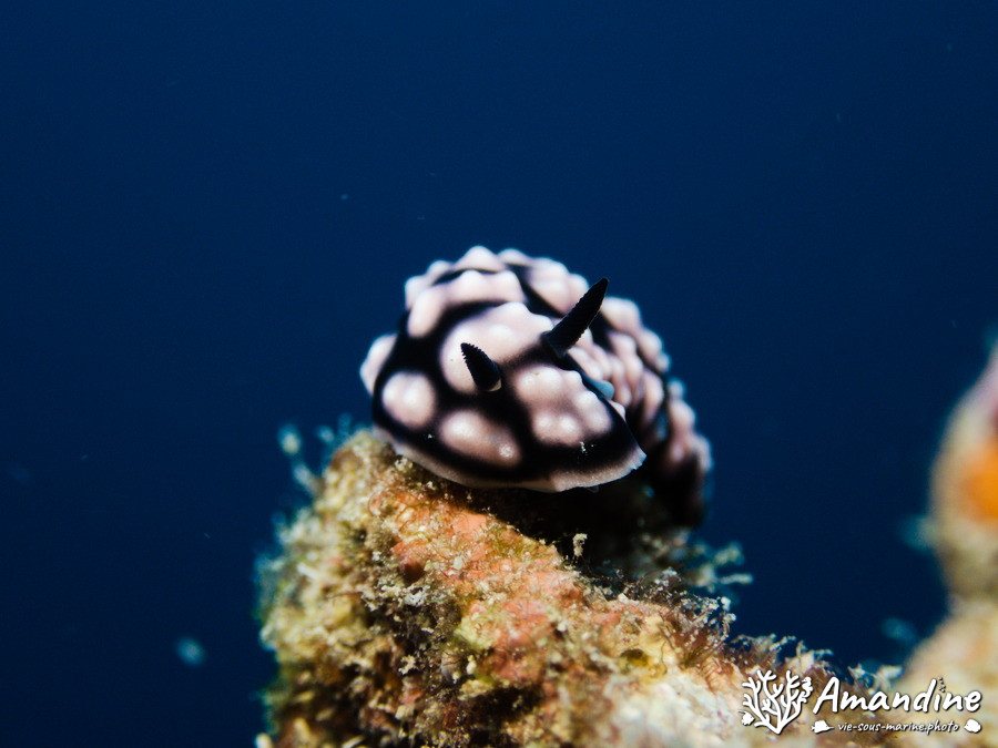 Phyllidiella pustulosa