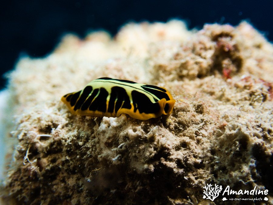 Pseudoceros cf. dimidiatus