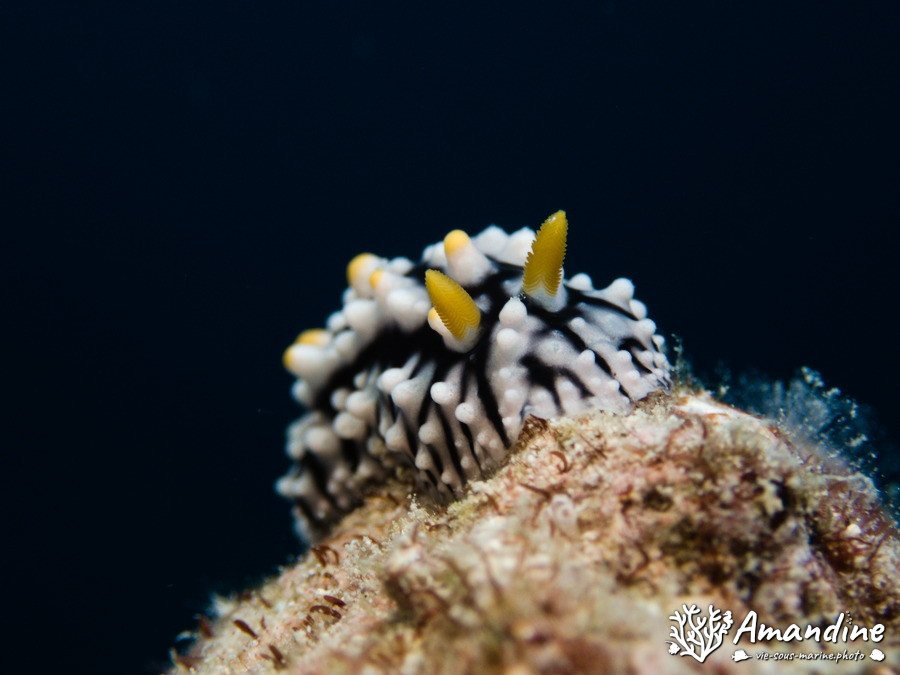 Phyllidia carlsonhoffi