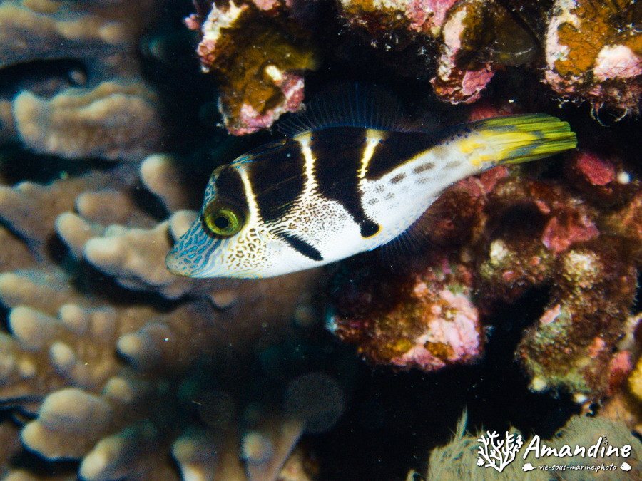 Paraluteres prionurus