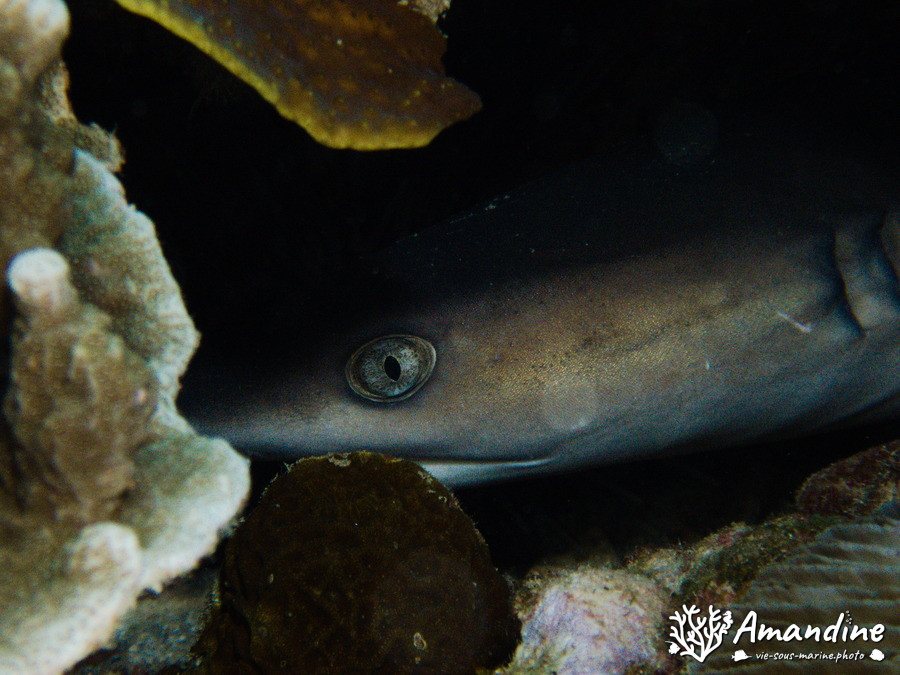 Requin à pointe blanche du lagon