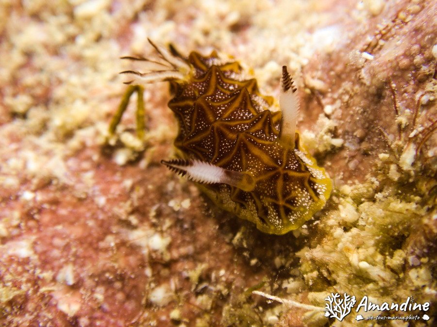 Mollusques