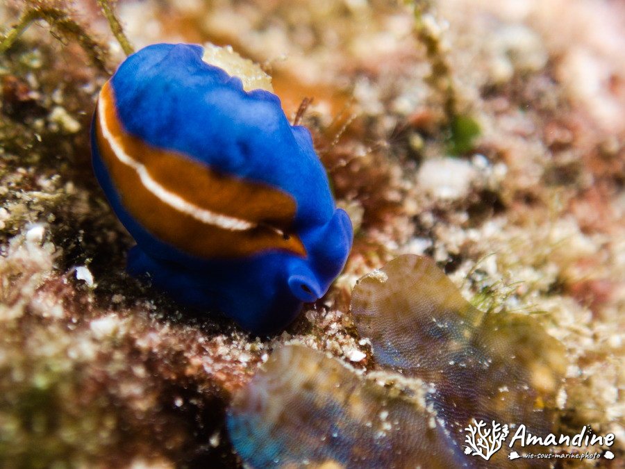 Organismes vermiformes