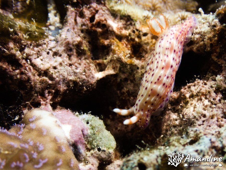 Hypselodoris maculosa