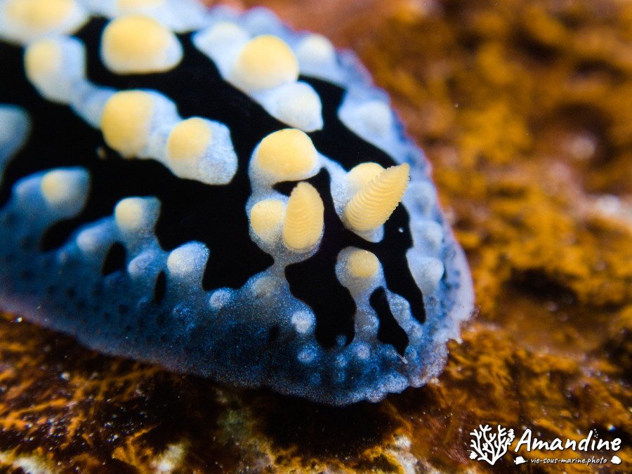 Phyllidia coelestis