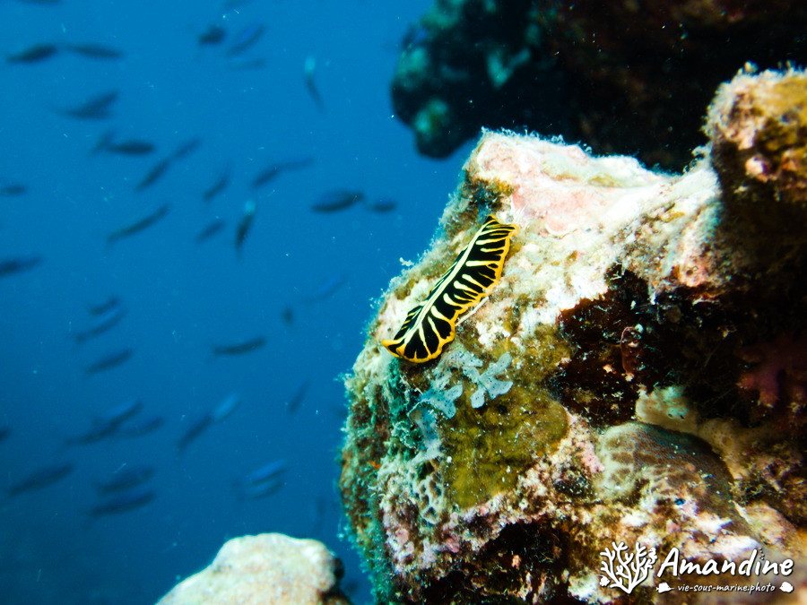 Organismes vermiformes