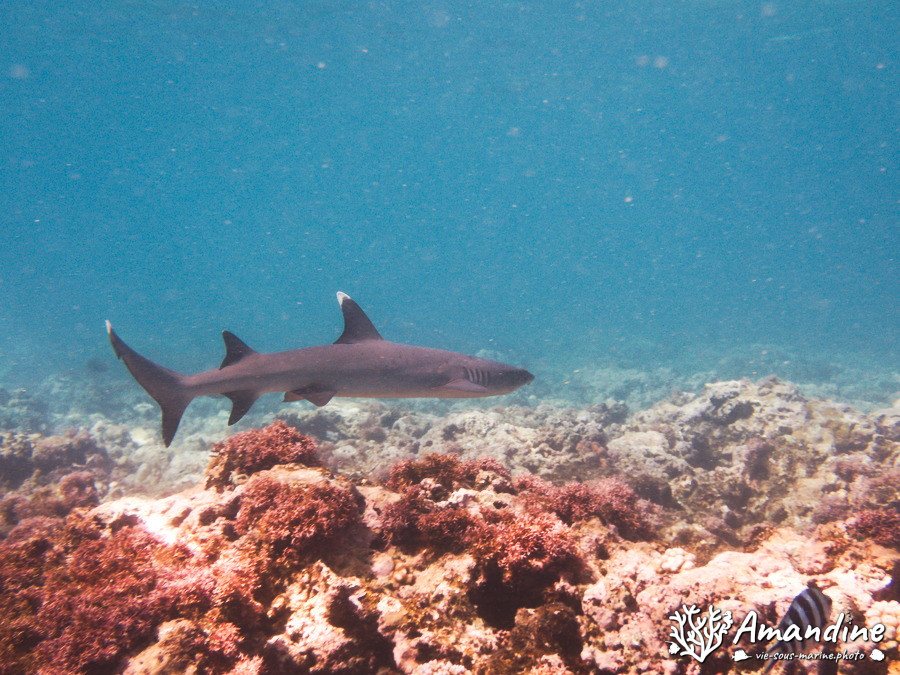 Requin à pointe blanche du lagon