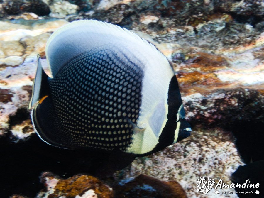 Chaetodon reticulatus