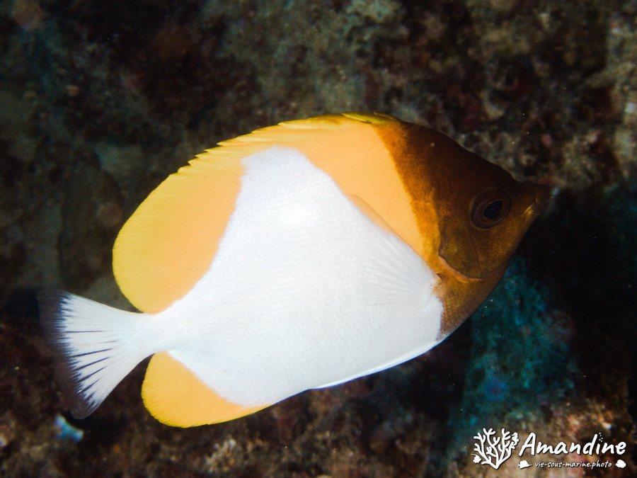 Hemitaurichthys polylepis