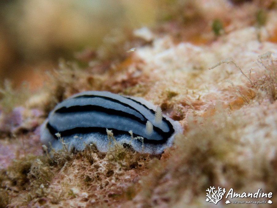 Phyllidiopsis xishaensis