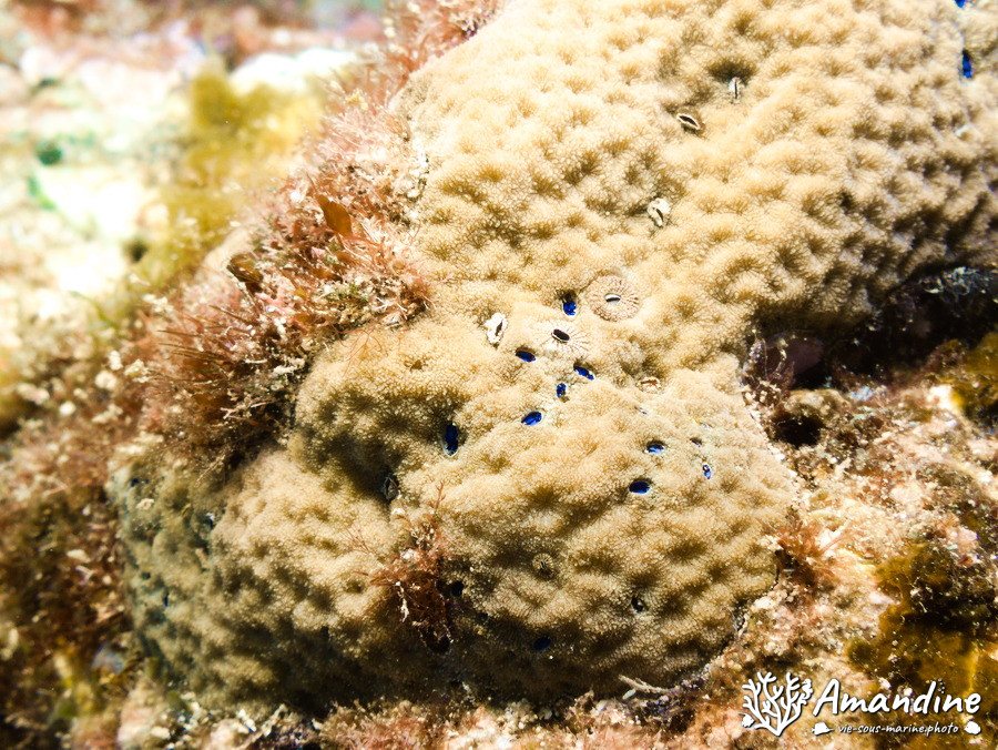 Pyrgomatidae sp.