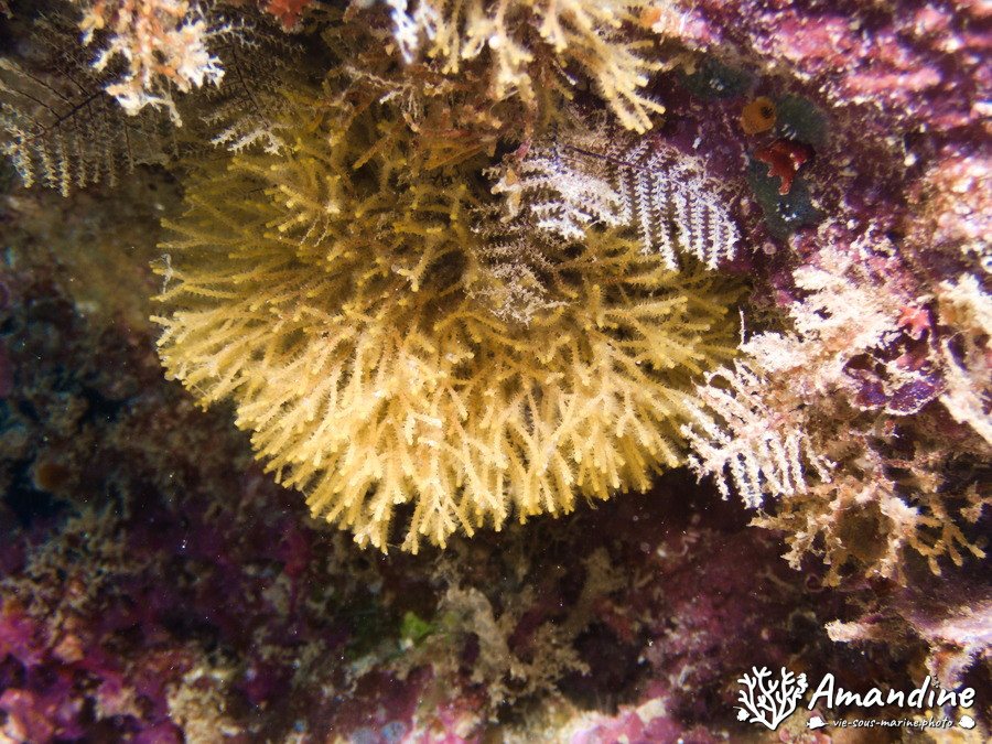 Lophophoriens