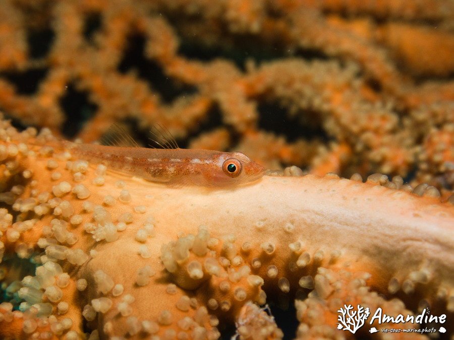 Bryaninops yongei