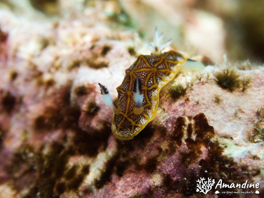 Halgerda tessellata