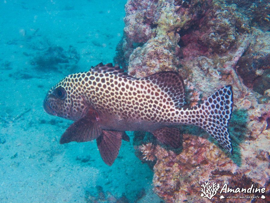 Plectorhinchus chaetodonides