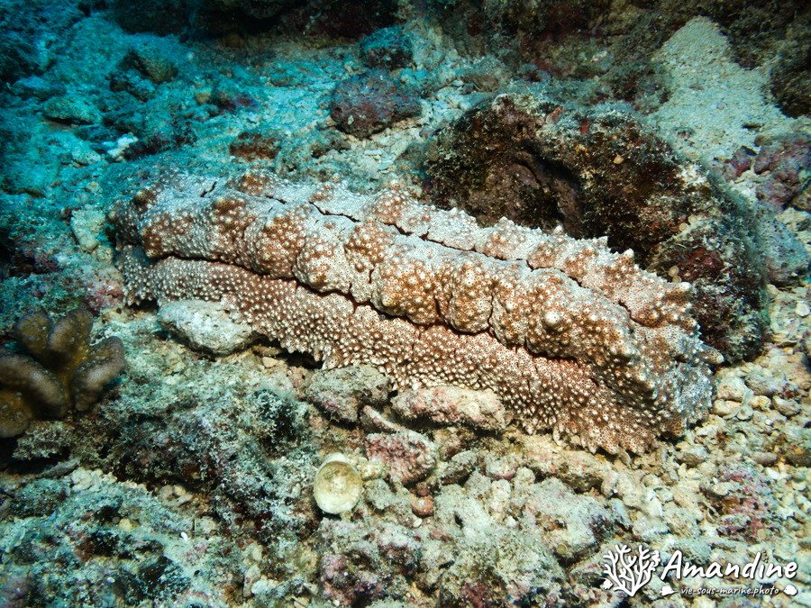 Thelenota anax