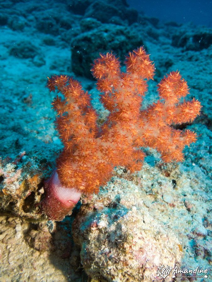 Dendronephthya sp.