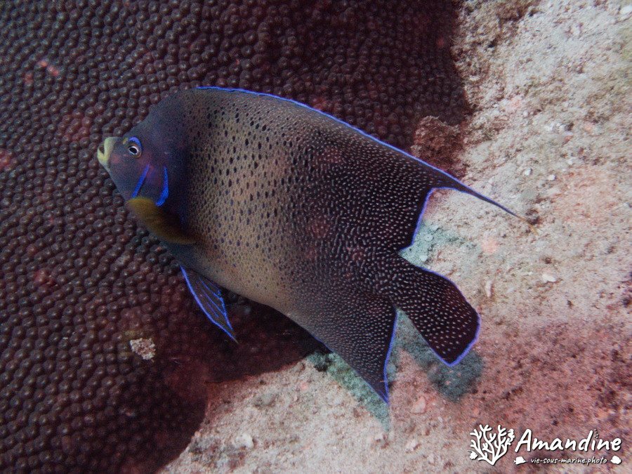 Pomacanthus semicirculatus