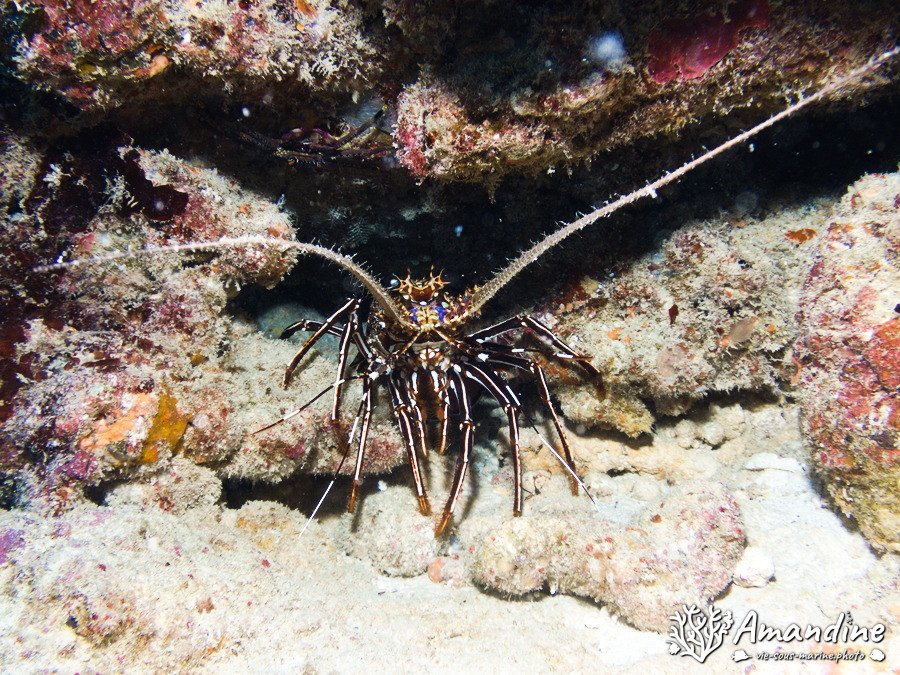 Langouste