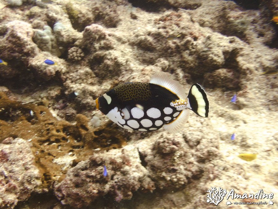Balistoides conspicillum