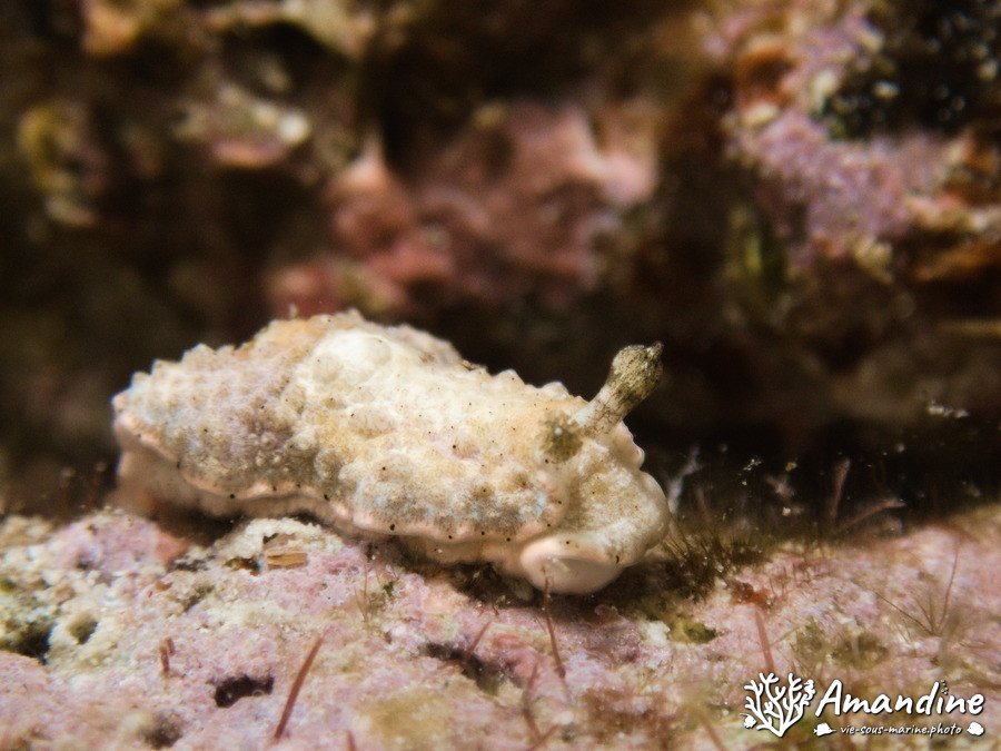 Dermatobranchus sp.