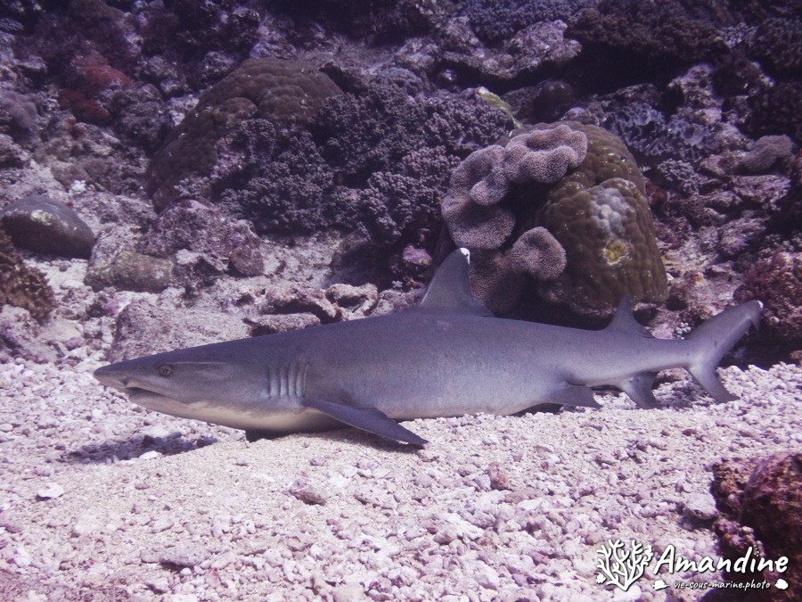 Requin à pointe blanche du lagon