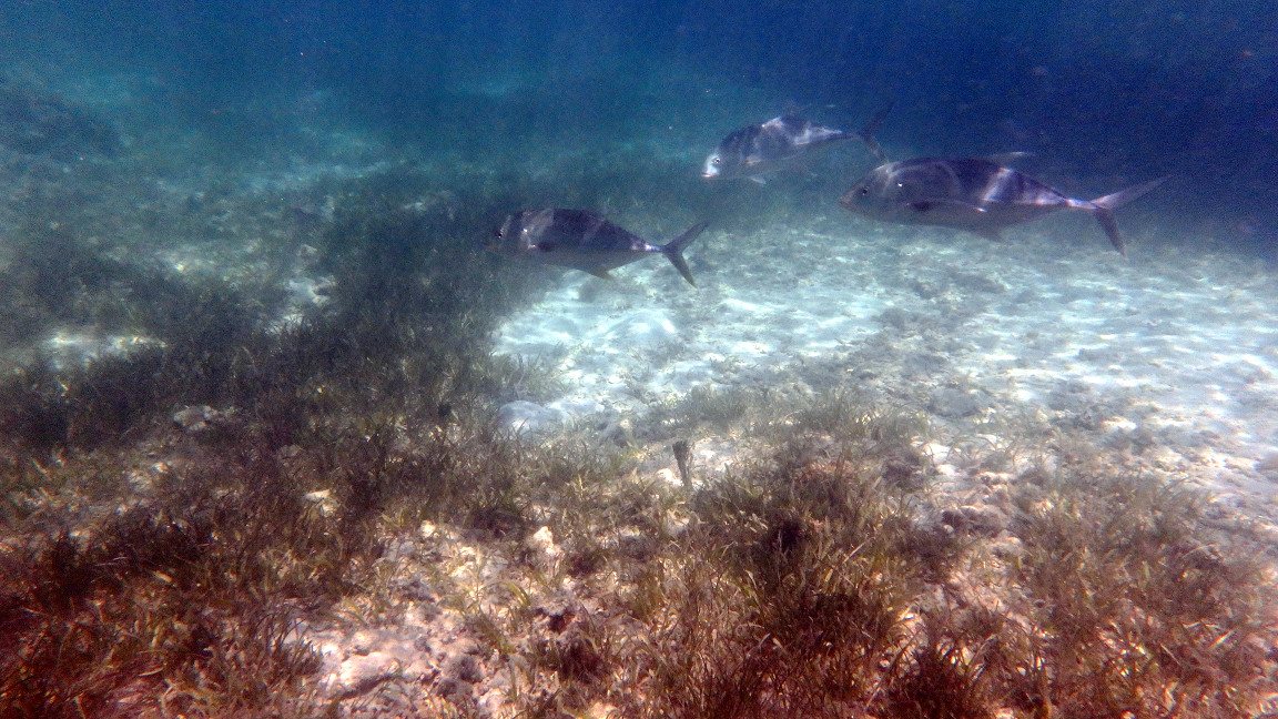 Caranx papuensis