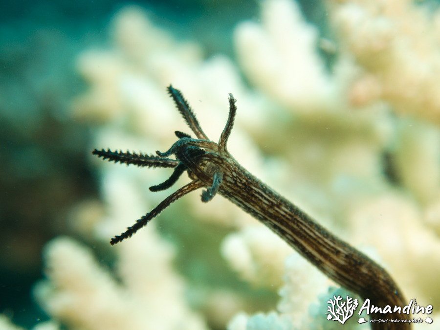 Synaptula media