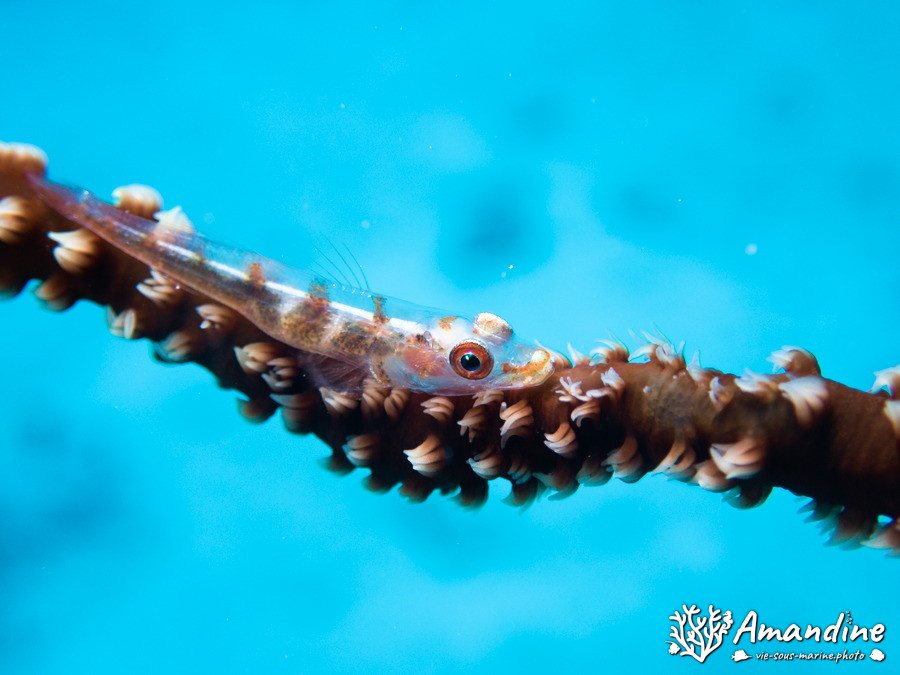 Bryaninops yongei