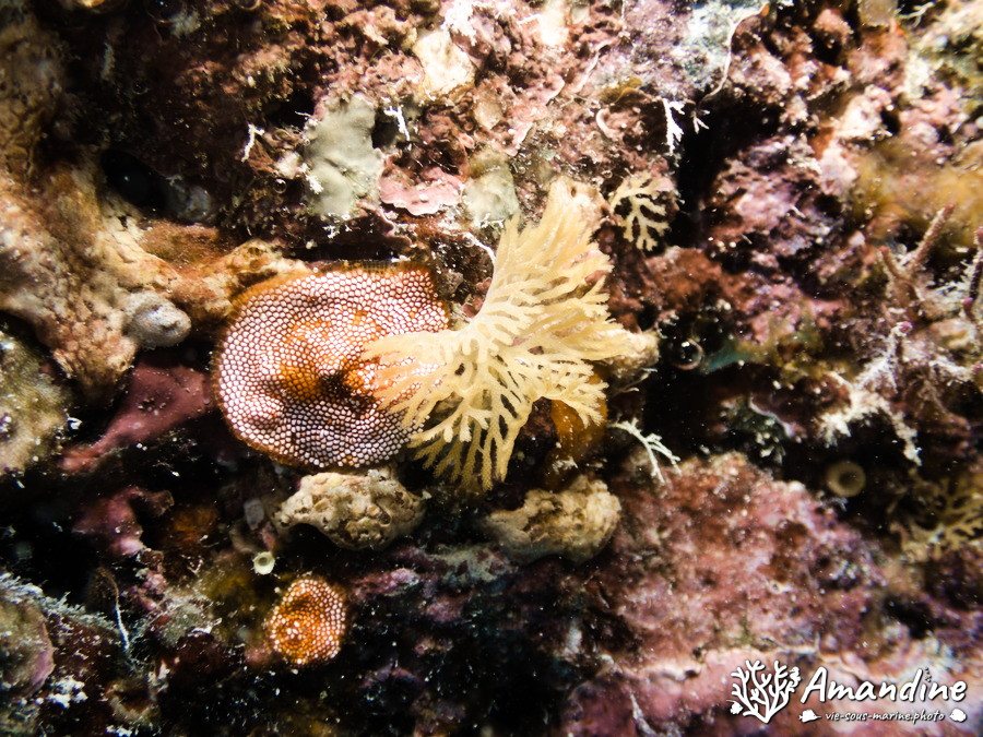Lophophoriens