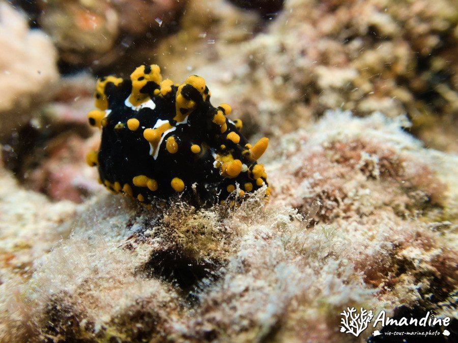 Limaces de mer