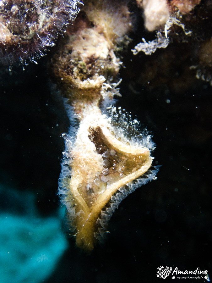 Lophophoriens