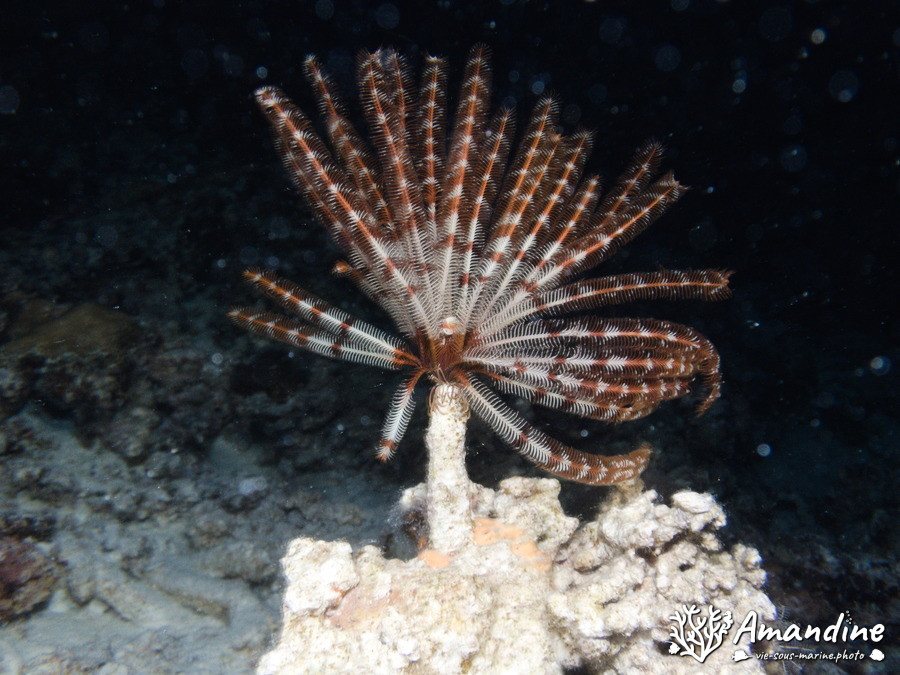 Crinoïde