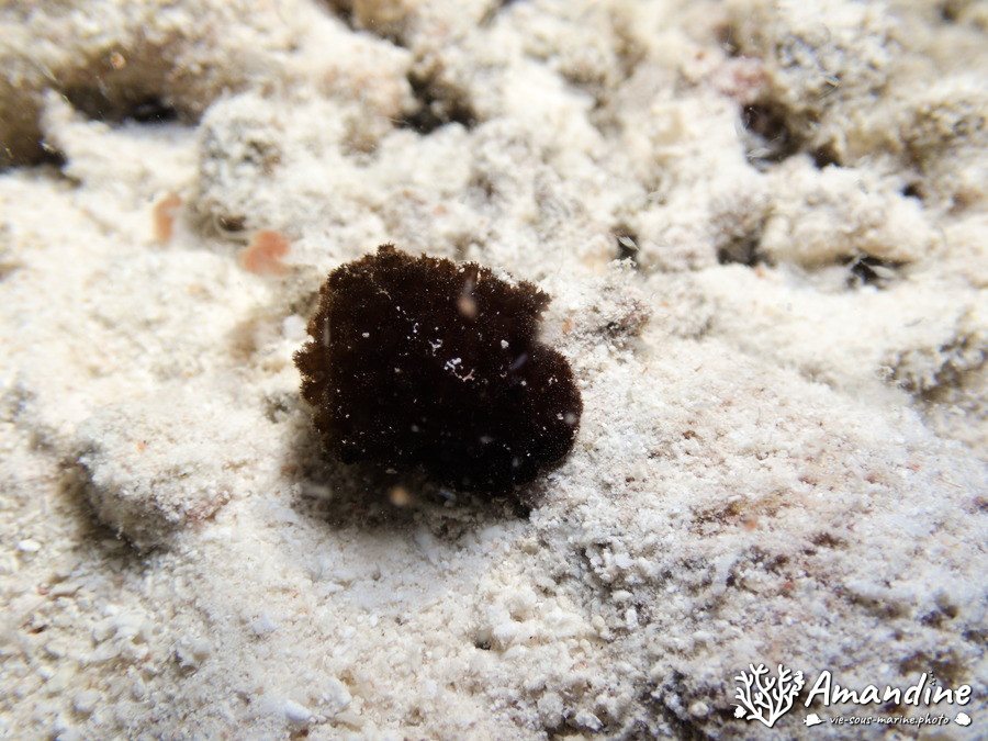 Mollusques