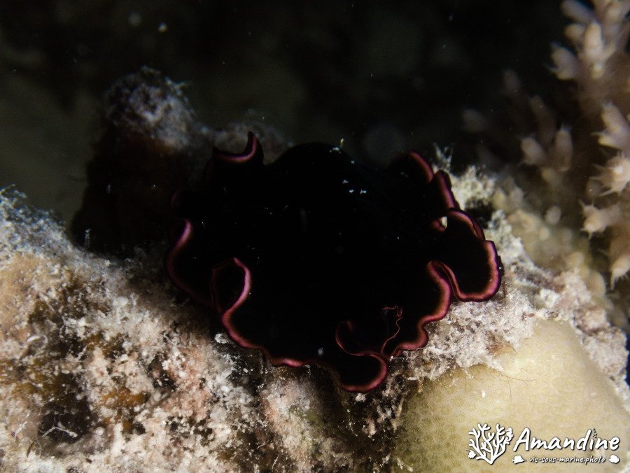 Pseudobiceros gloriosus