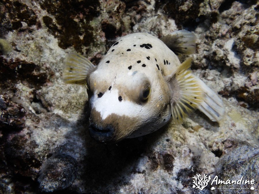 Arothron nigropunctatus