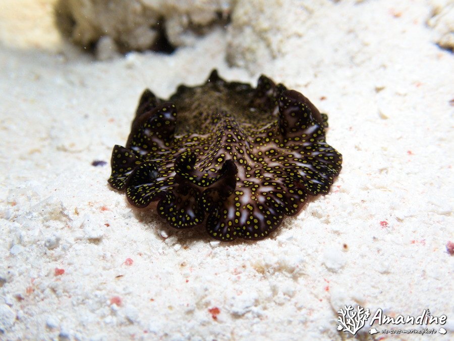 Organismes vermiformes