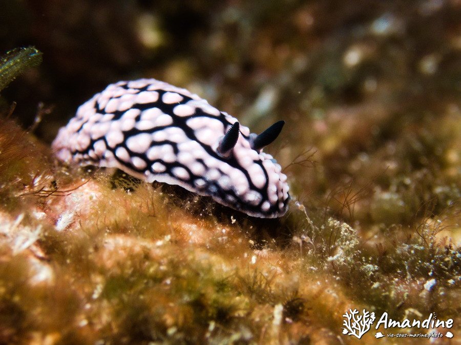 Mollusques