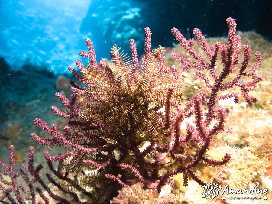 Crinoïde