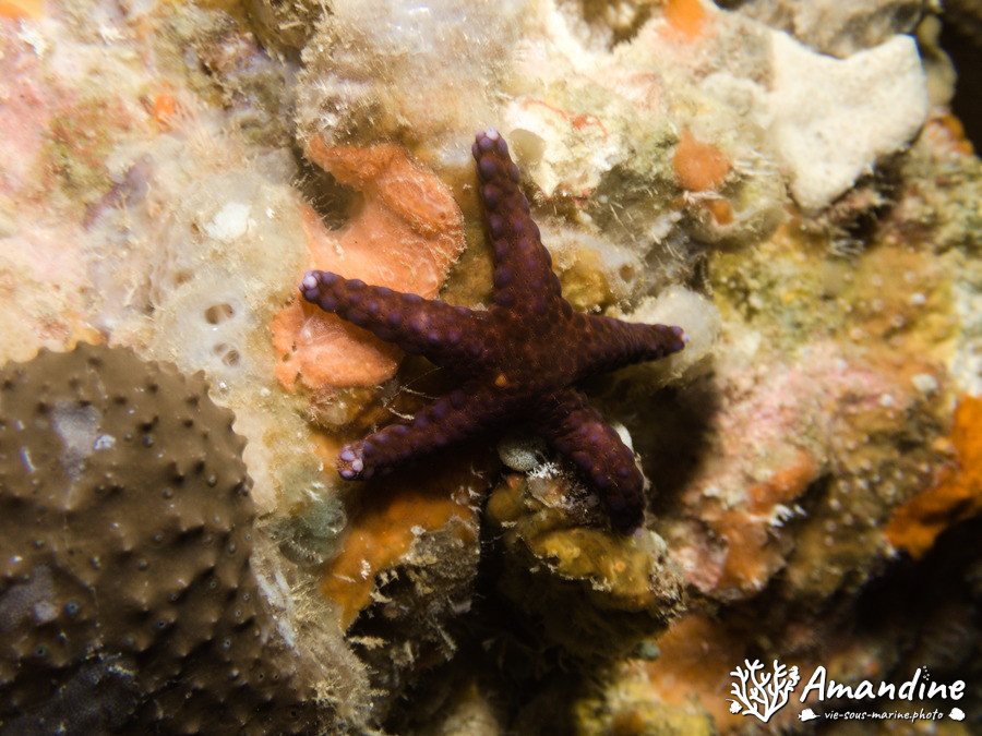 Étoile de mer