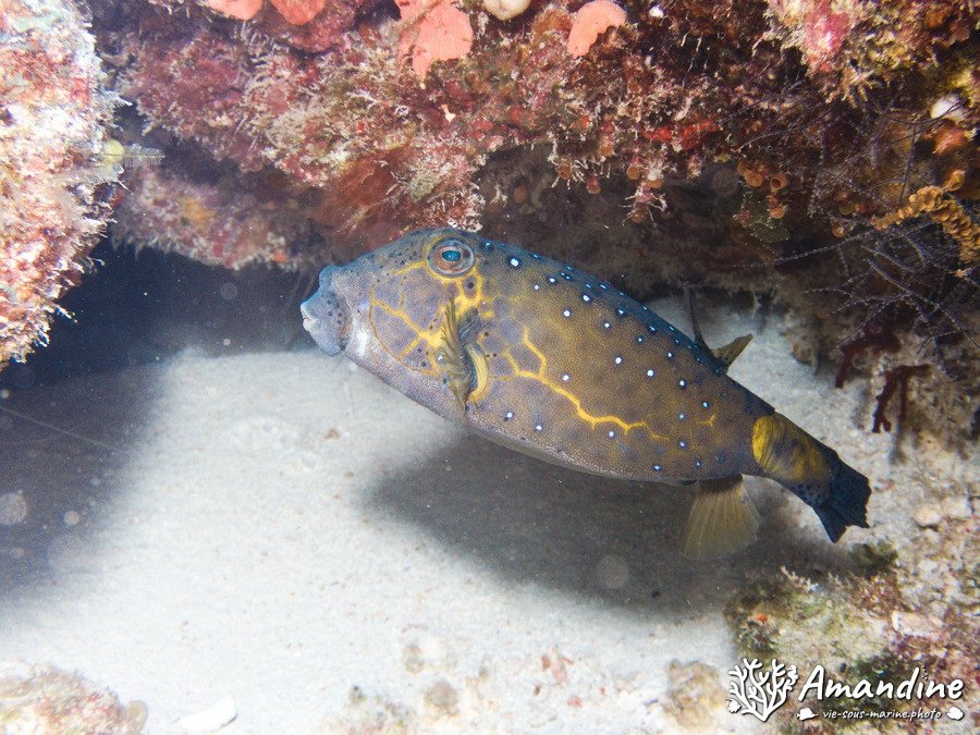 Ostracion cubicus