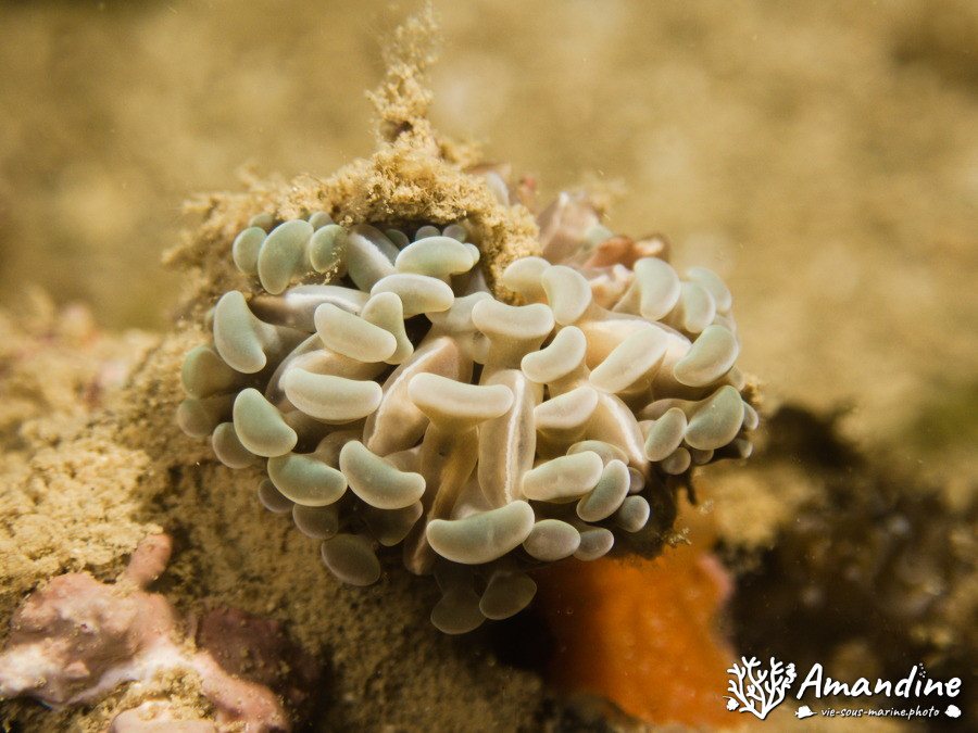 Euphyllia ancora
