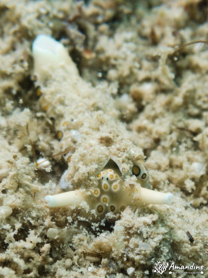 Plakobranchus ocellatus
